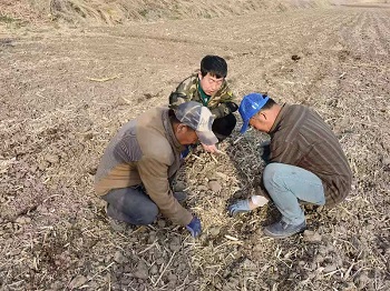 安圖縣黑土地保護性耕作全面完成