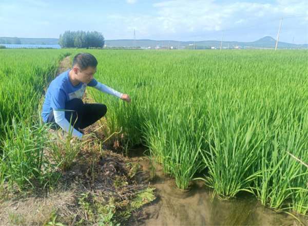 龍井市農(nóng)機(jī)總站指導(dǎo)檢查水稻有序機(jī)械拋秧示范田