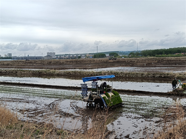 龍井市農(nóng)機總站指導水稻插秧工作